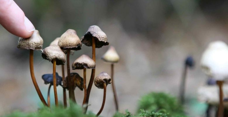 a finger touching a small shroom