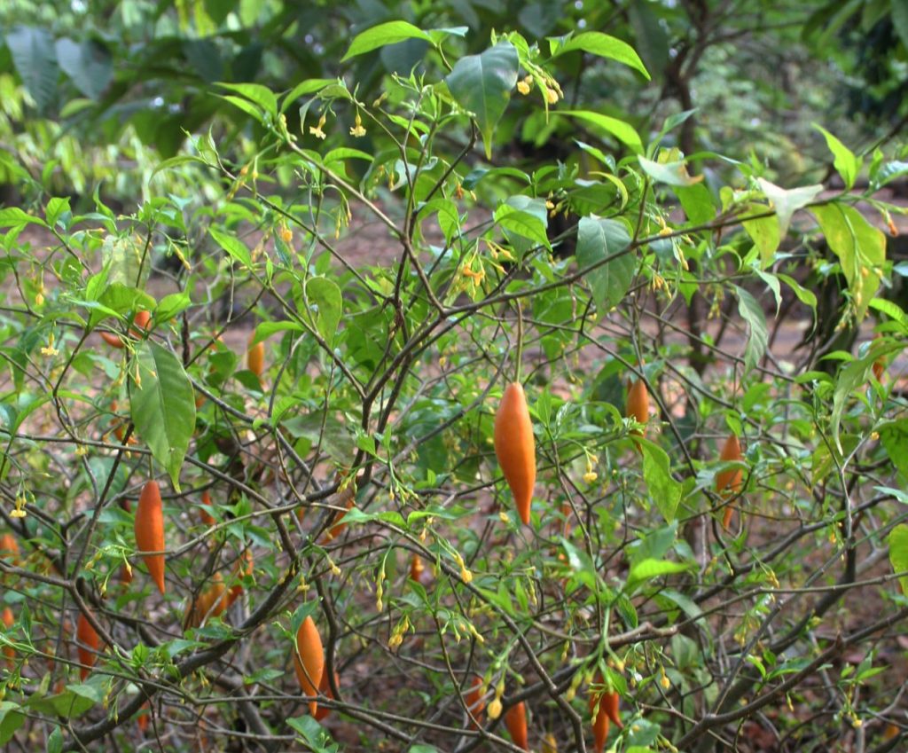 What To Expect on Ibogaine Experience &amp; Precautions