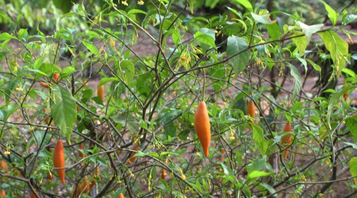 Image of Iboga plant