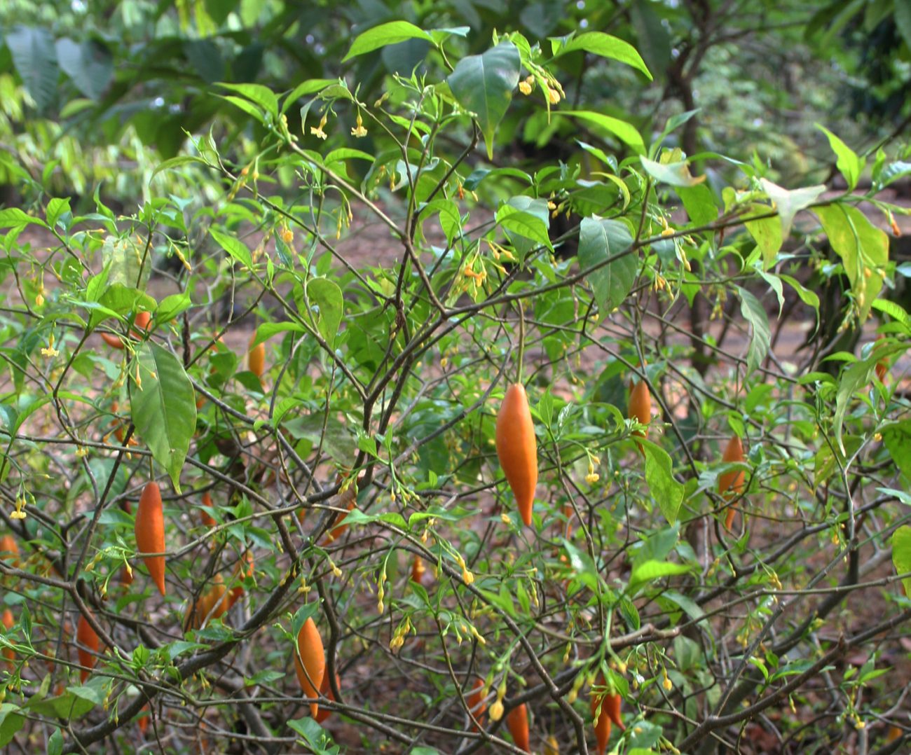 Image of Iboga plant