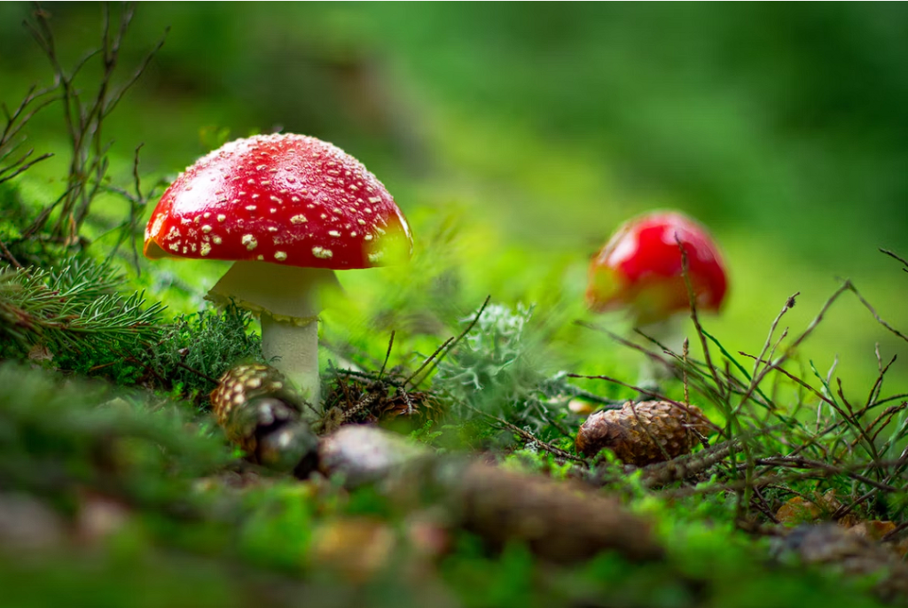 mushrooms growing in a forest