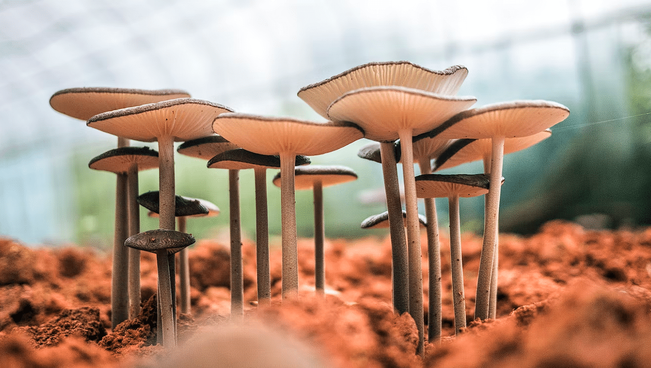 Where In The World Are Psilocybin Mushrooms Legal? - Third Wave