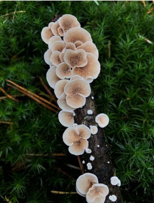 white Mushrooms