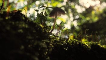 mushroom growing in the forrest