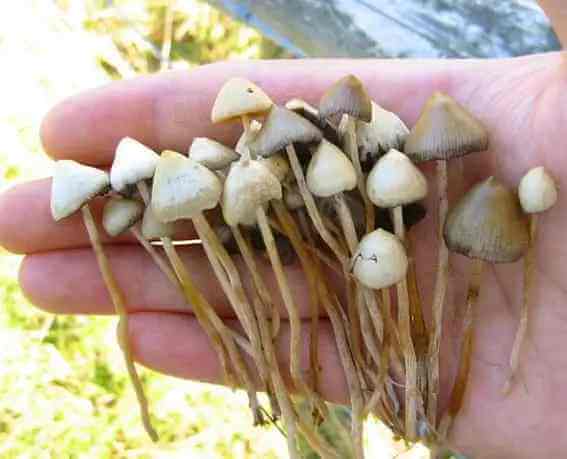 picture of Psilocybe semilanceata mushrooms