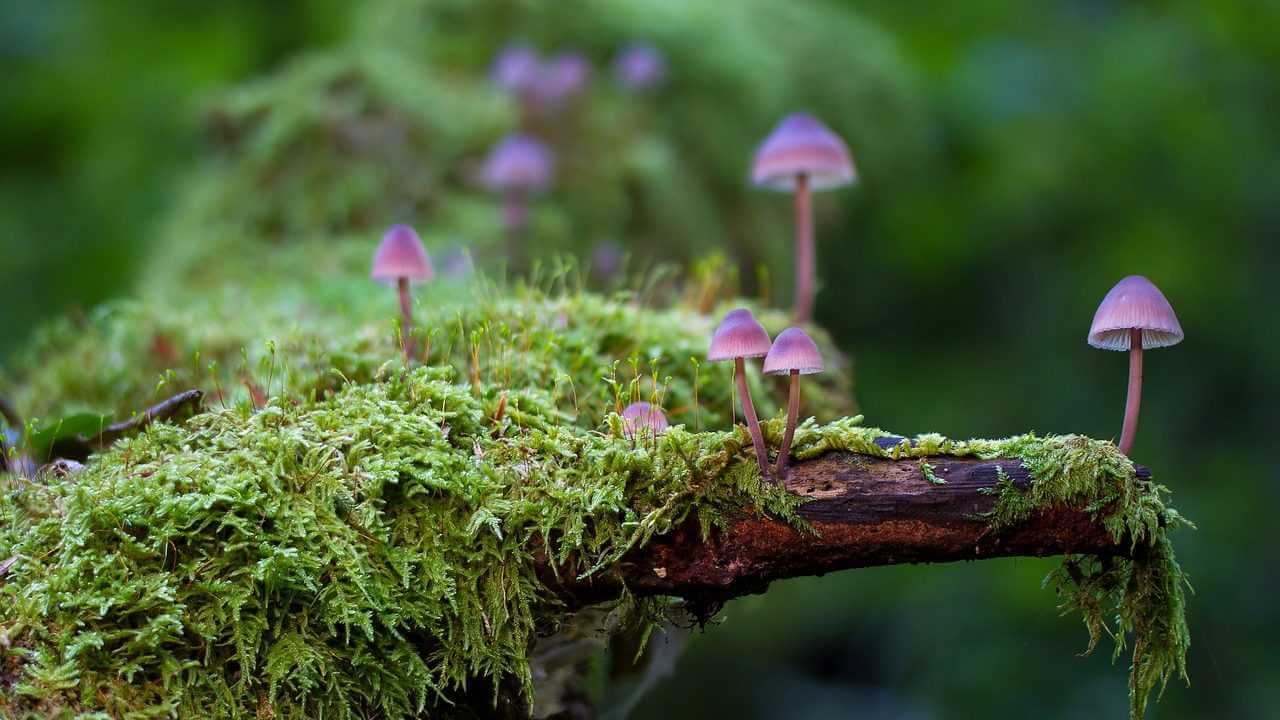 trippy mushroom backgrounds