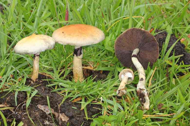 Psilocybe Cubensis in its natural habitat