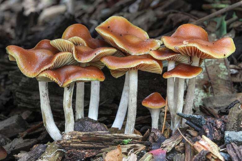 Psilocybe cyanescens