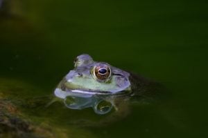 Image of a Colorado River Toad submerged in water