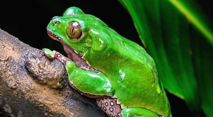 Image of a Giant Waxy Monkey Frog (Phyllomedusa bicolor) sitting on a tree limb