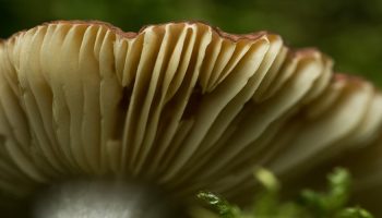 close up psilocybin mushroom