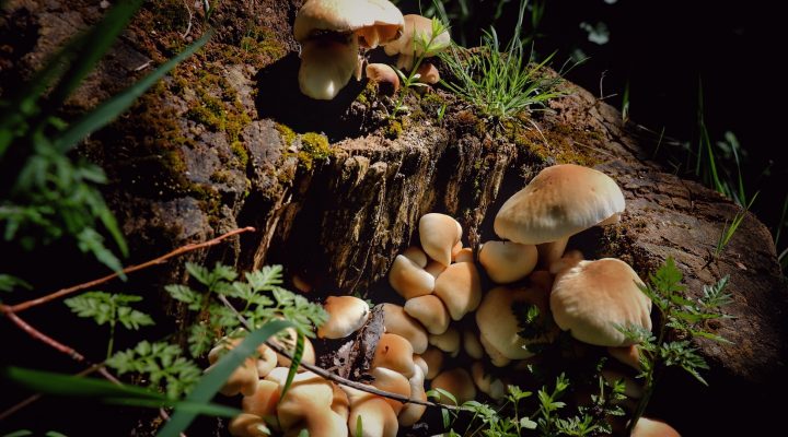 magic mushrooms