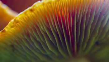 mushroom close up