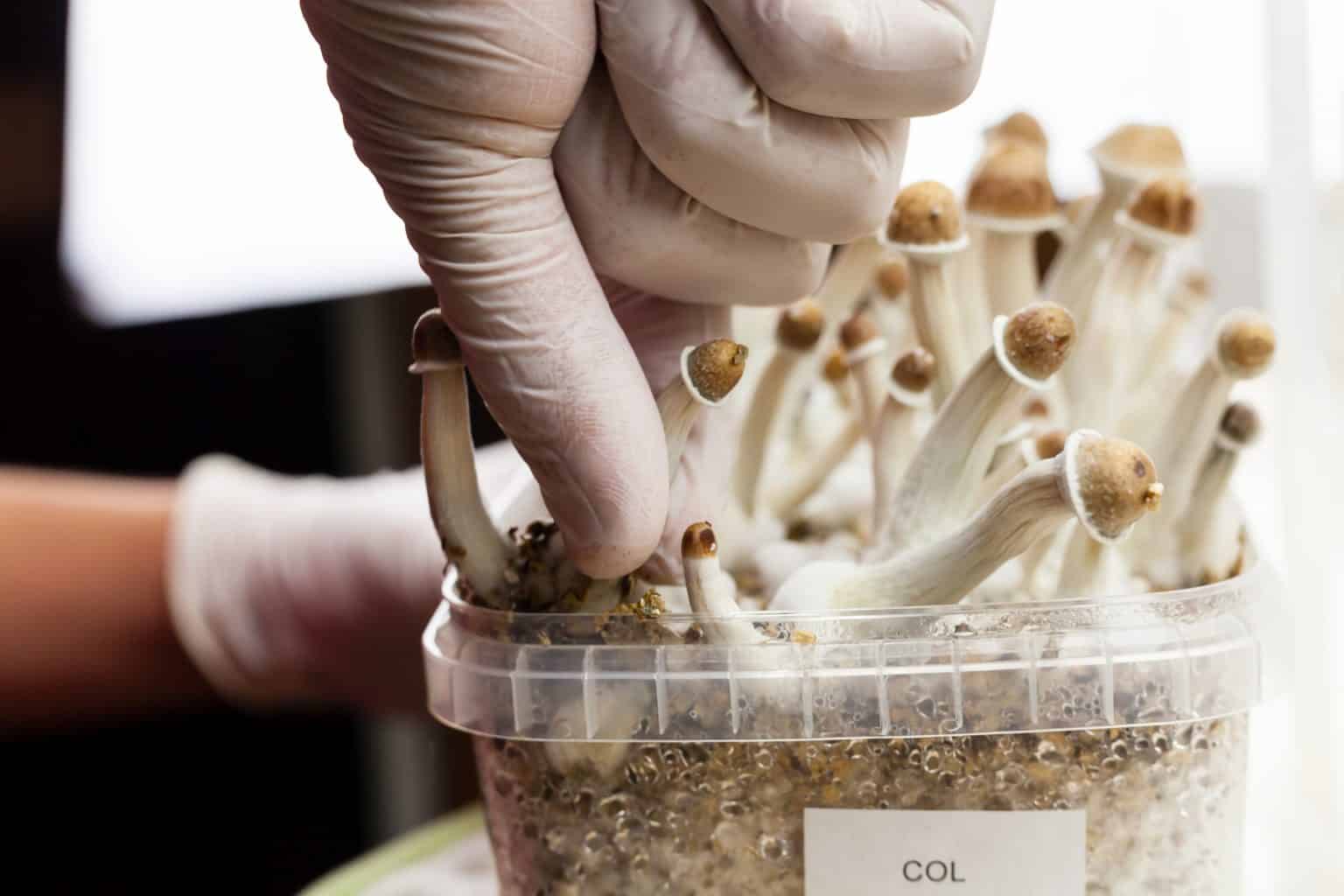 7 Best Ways to Eat Psychedelic Mushrooms