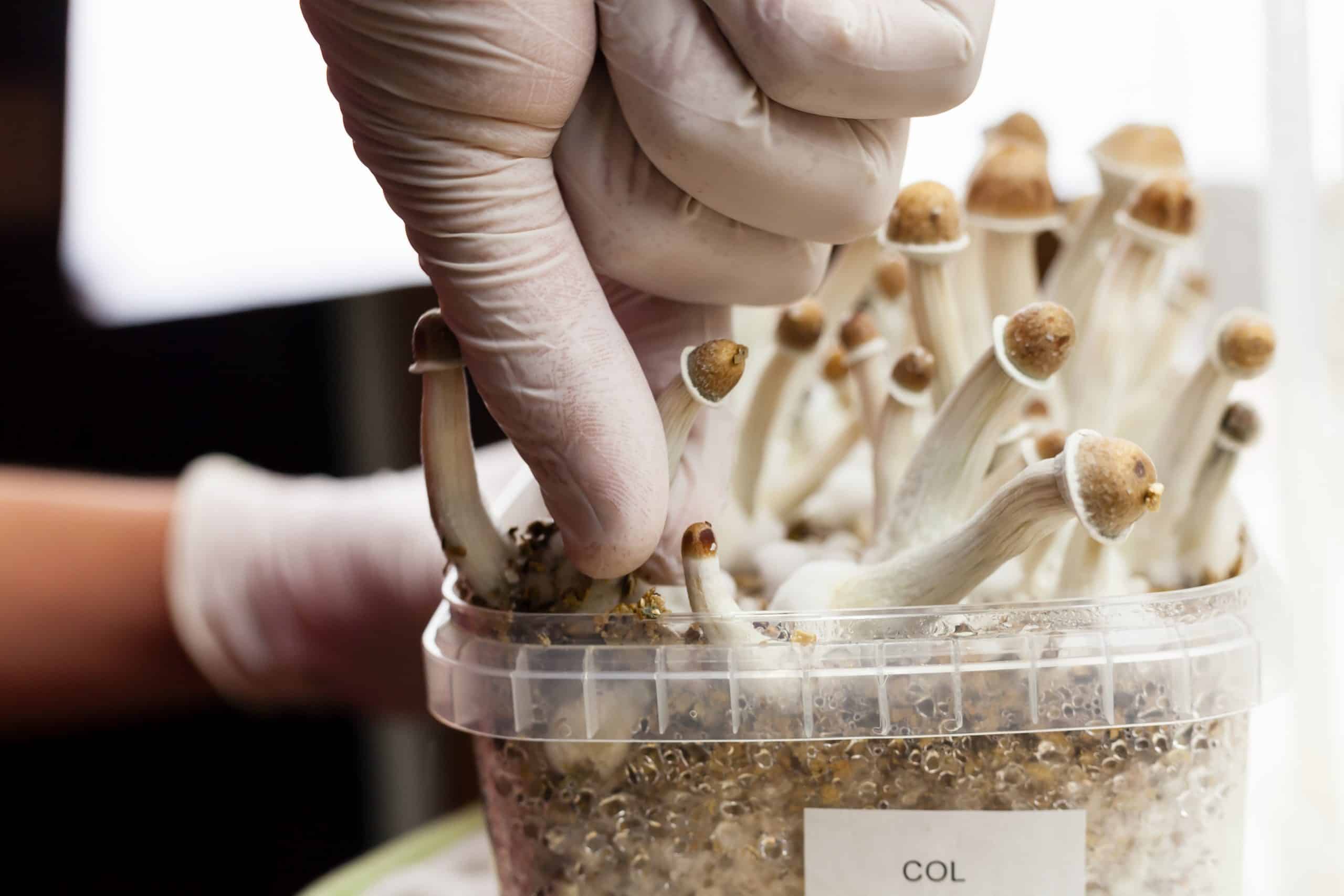 grow own mushrooms how to eat shrooms
