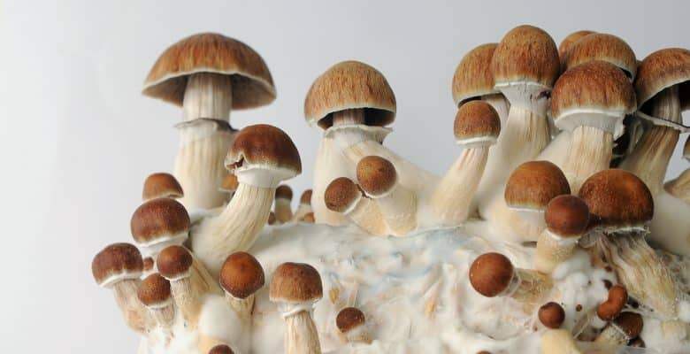 Third Wave - Magic Mushrooms