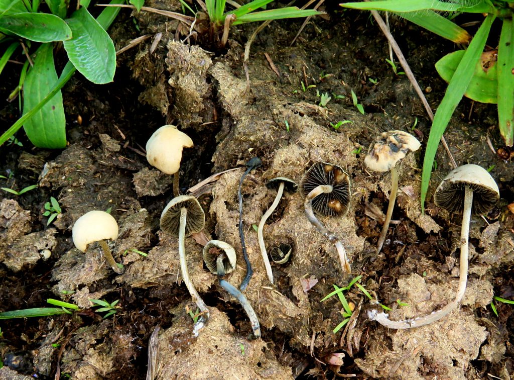 Copelandia cyanescens