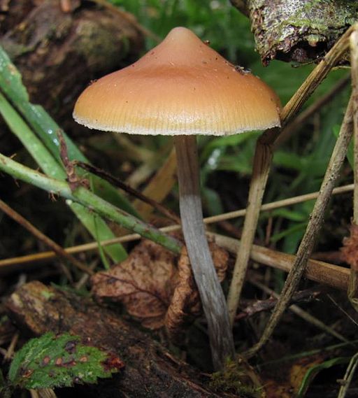 Psilocybe azurescens