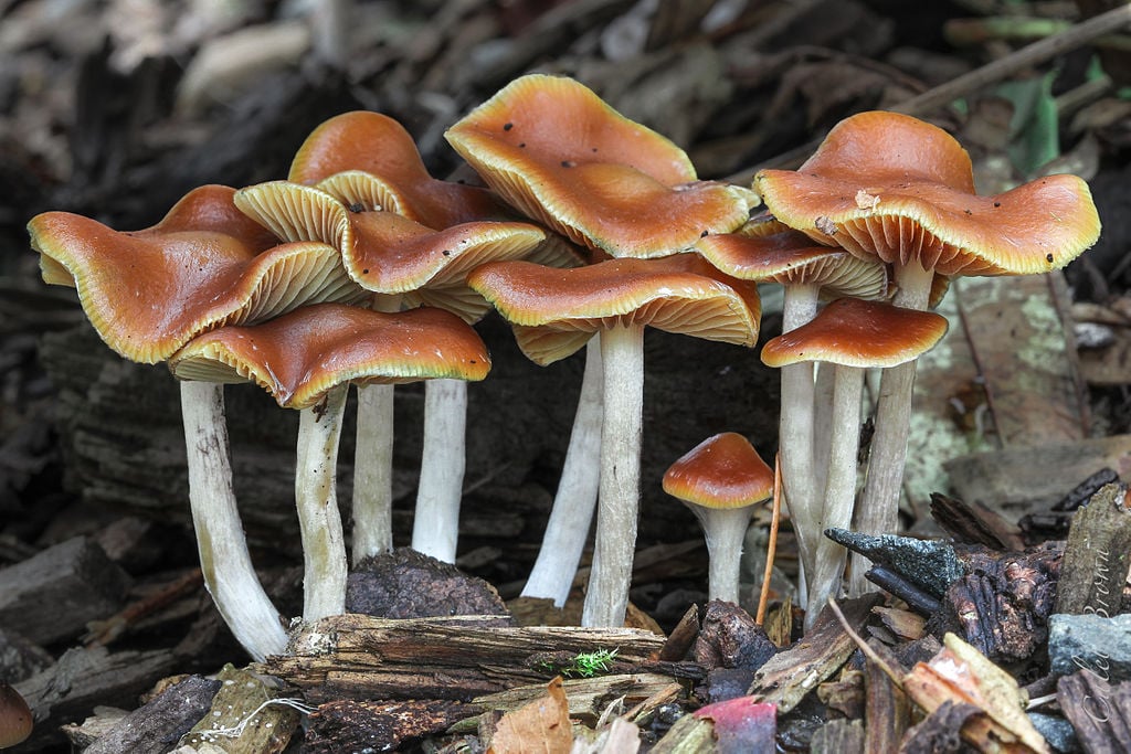 image of Psilocybe cyanescens mushrooms