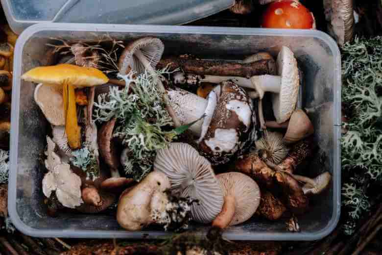 all types of mushrooms in a box