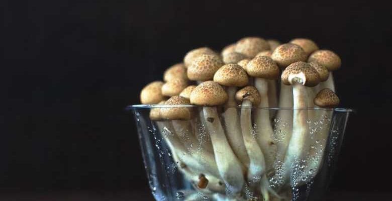 Microdosing: Preparing Psilocybin Mushrooms - Third Wave