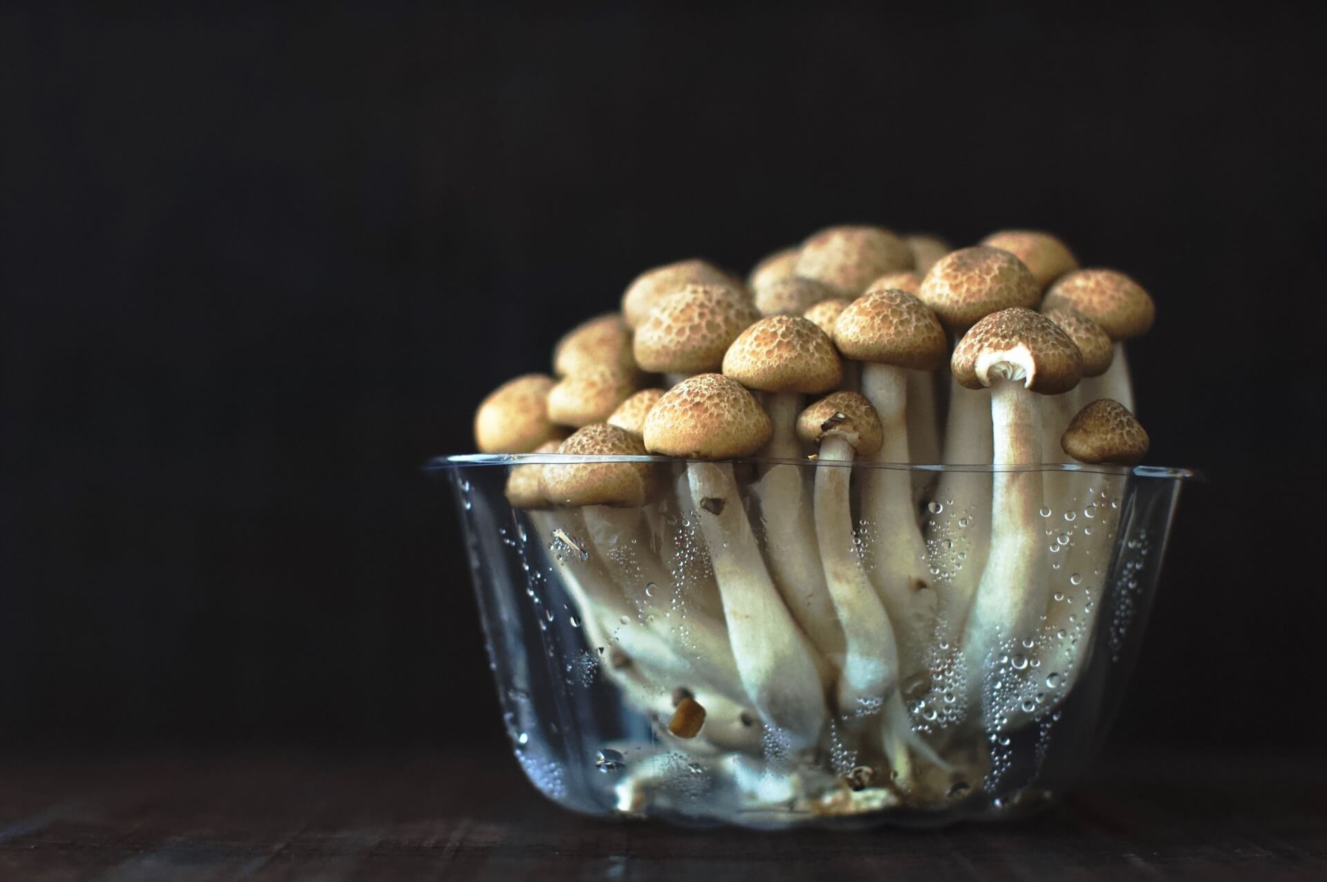 mushrooms magic freeze mushroom psilocybin grow know shrooms own guide expensive prostate cancer need