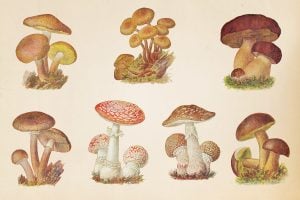 various mushroom varieties