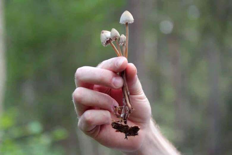 hand holding mushrooms