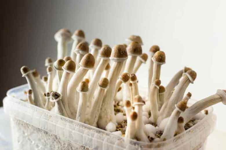 growing psilocybin mushrooms