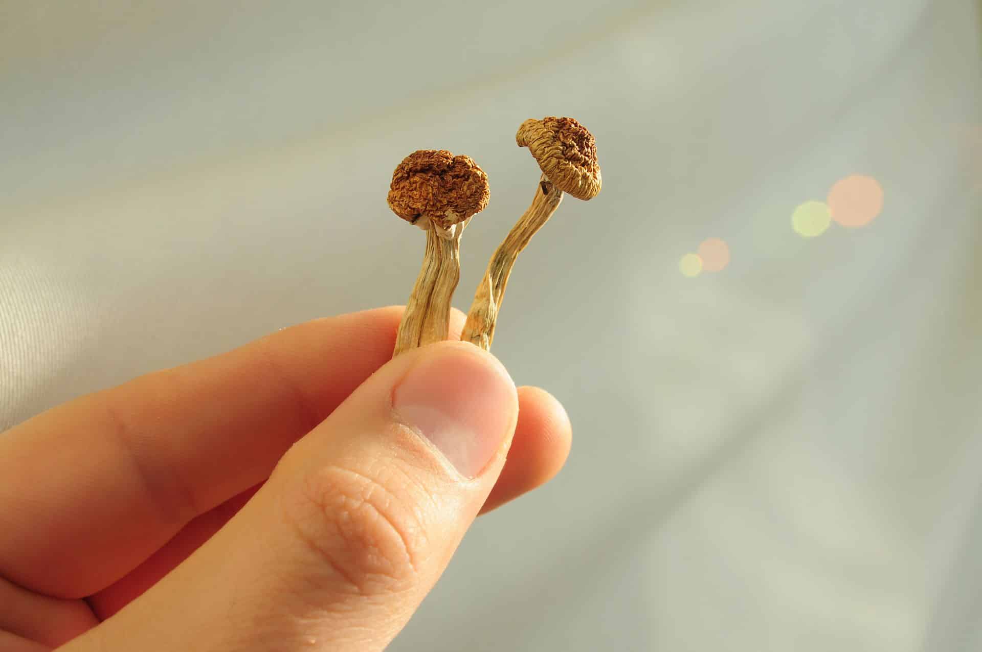 dry psilocybin mushroom