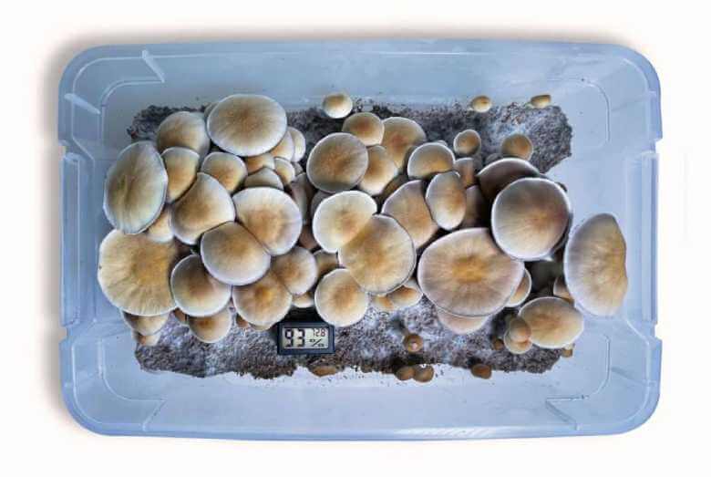 mushroom cultivation kit