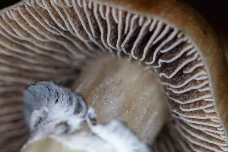 close up psilocybin mushroom