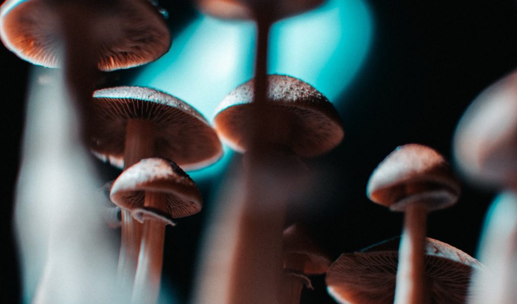 magic mushrooms with blue light