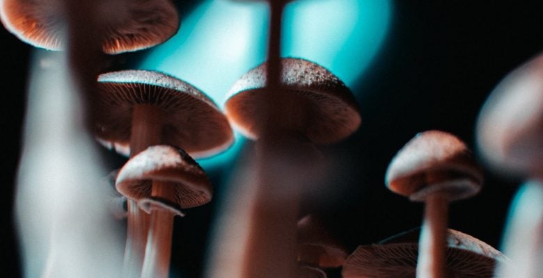 magic mushrooms with blue light