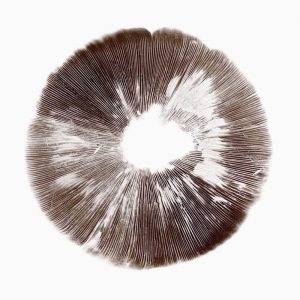 A brown mushroom print shows the long, thin lines of the gills arranged in a circle. 