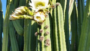 a flowering san pedro cactus