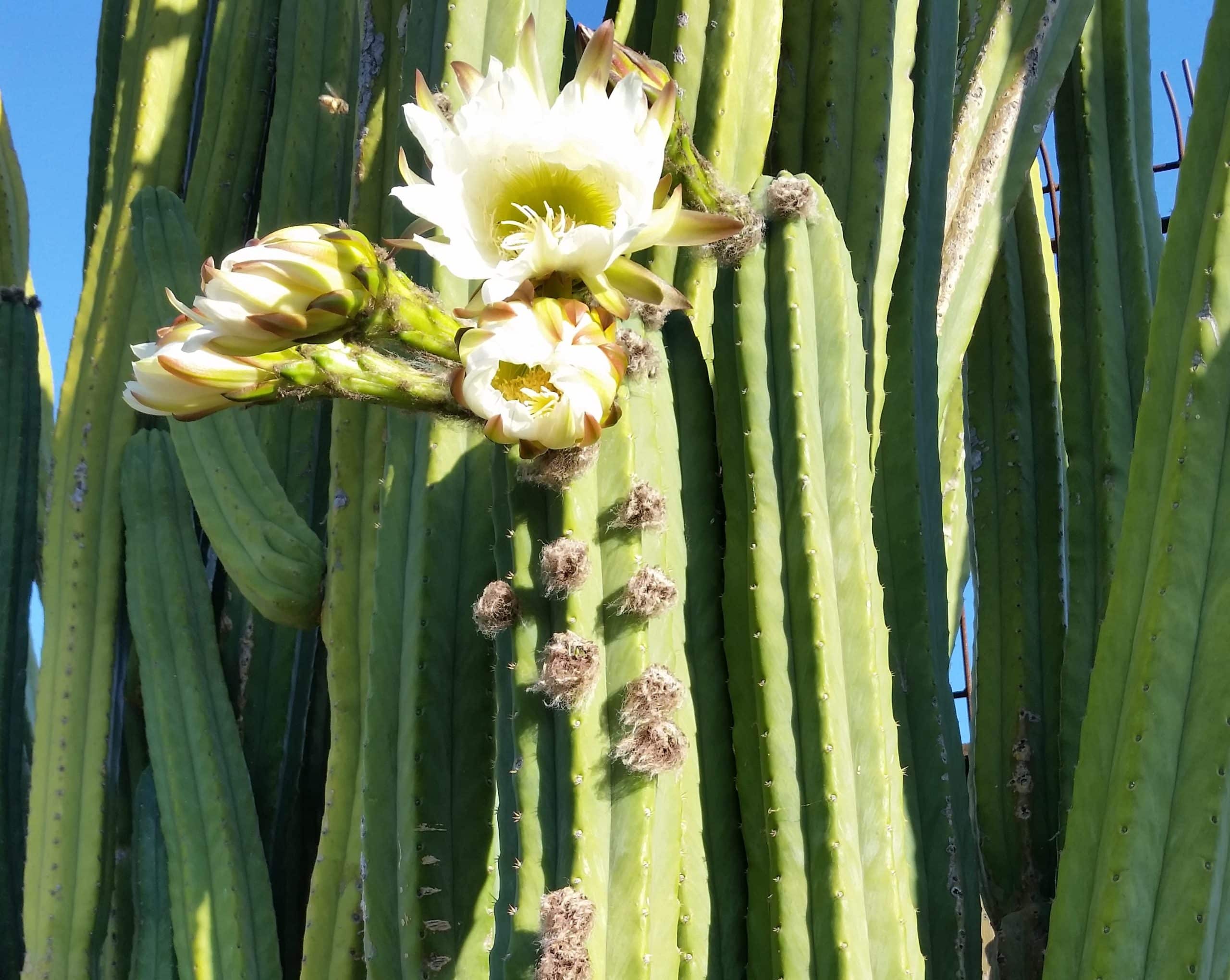 a flowering san pedro cactus