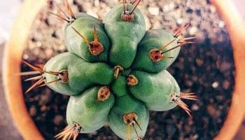 homegrown san pedro cactus