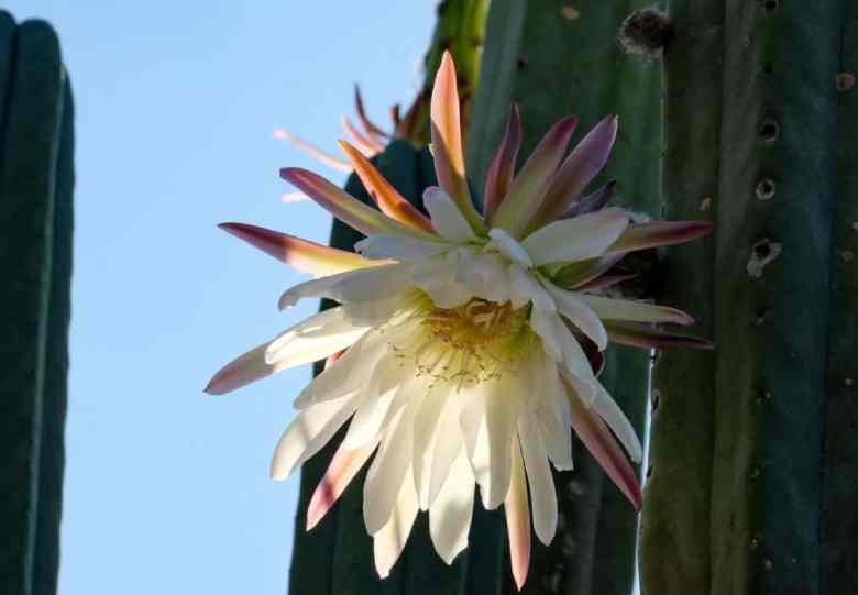 san pedro cactus blooming