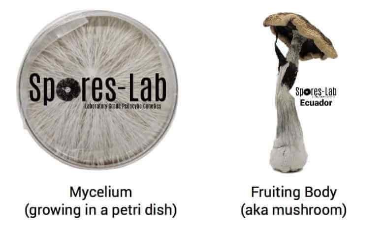 spores and mushroom