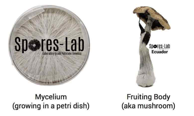 Hi-Loft Polyfil, SporesLab