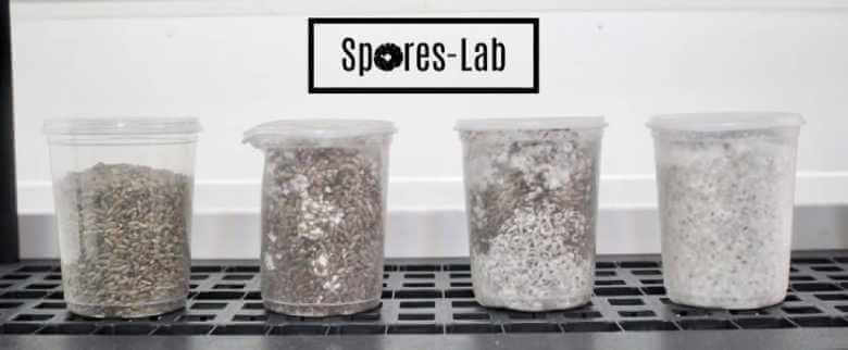 spores lab