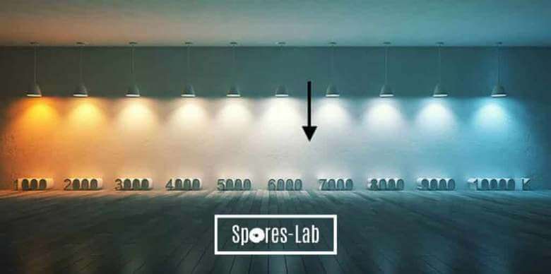 spores lab