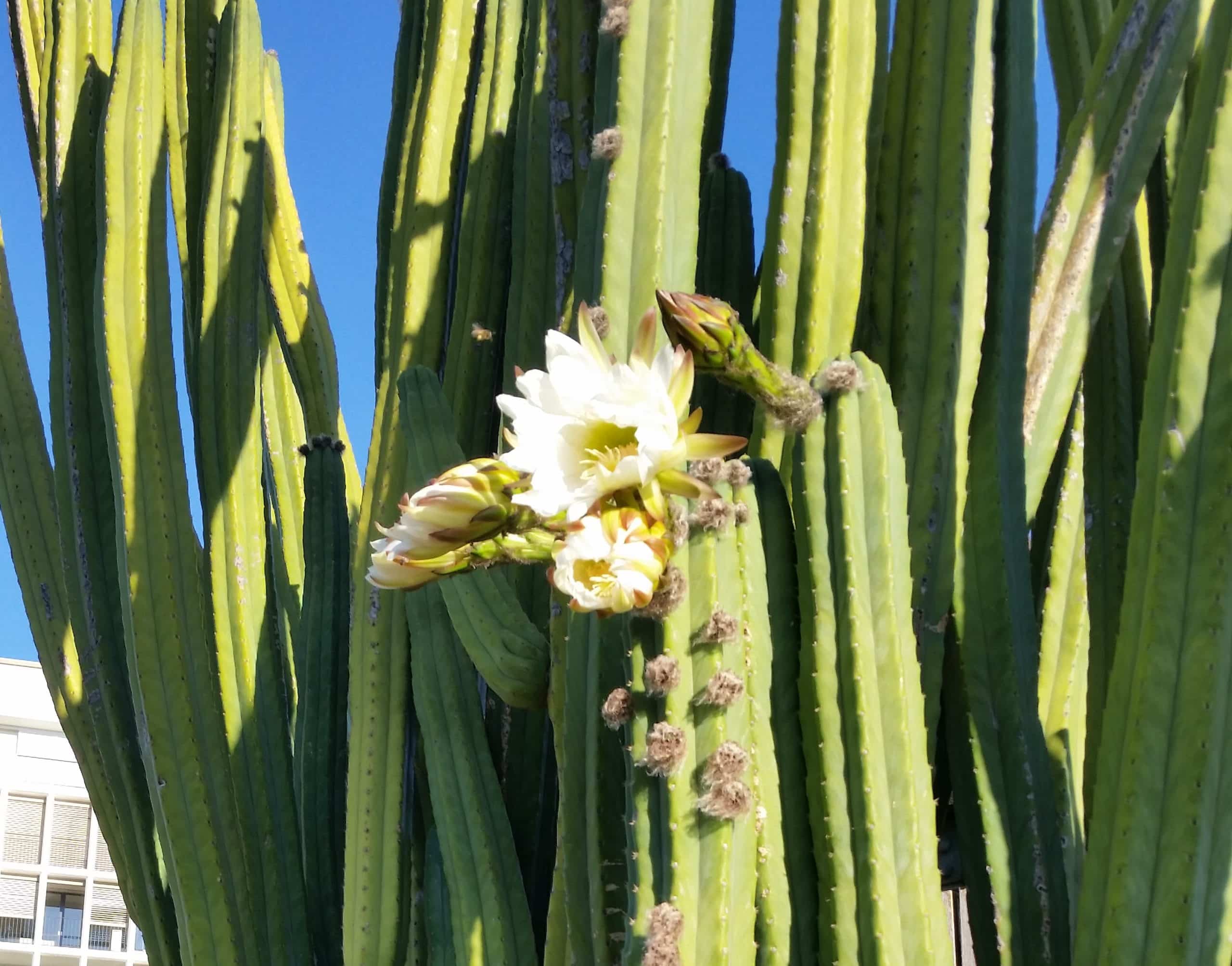 san pedro cactus with flower