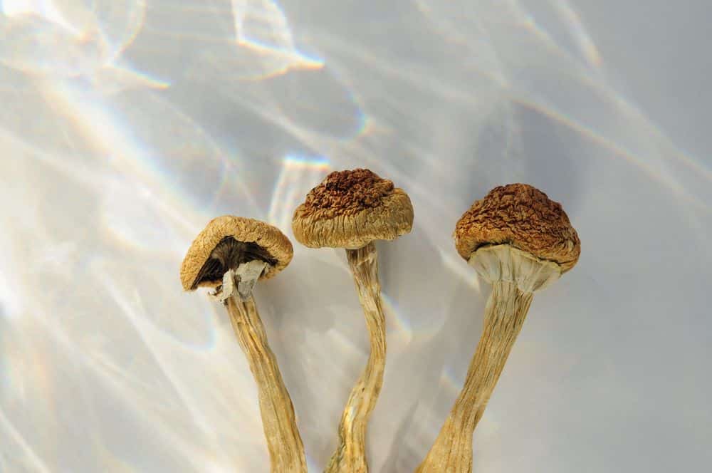 dry psilocybin mushrooms