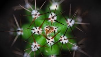 san pedro mesacline cactus close-up