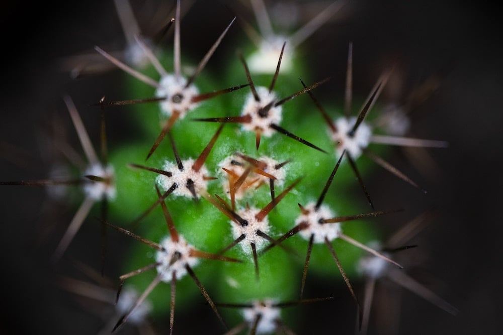 san pedro mesacline cactus close-up