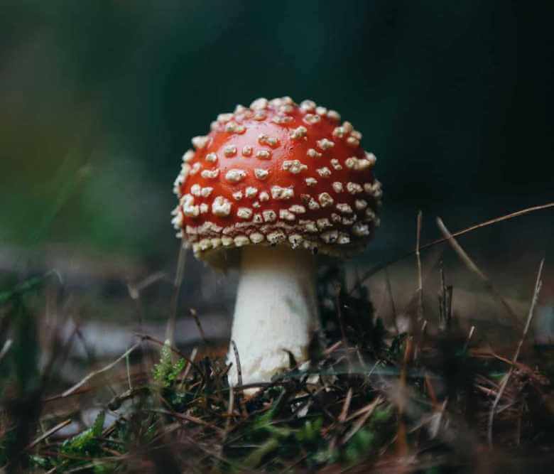 santa claus mushroom
