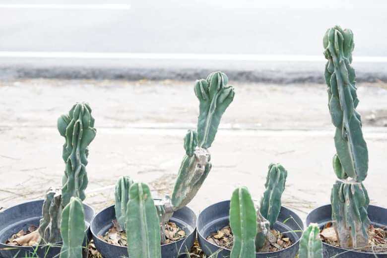 green san pedro cactus