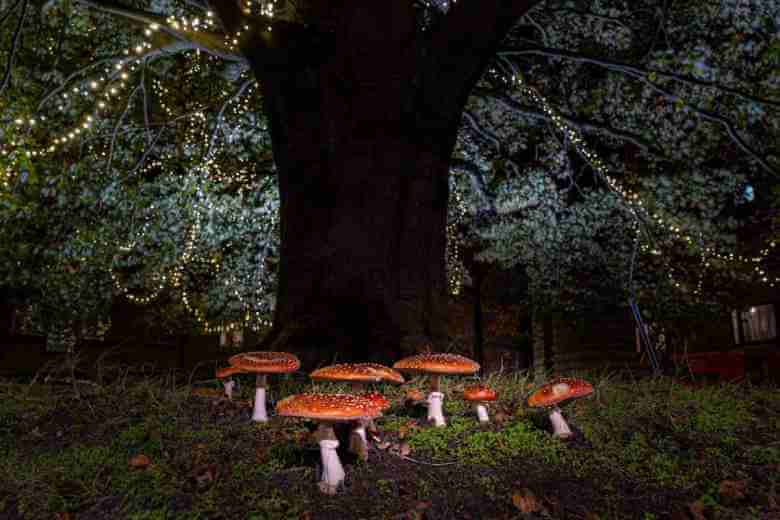 growing fly agaric